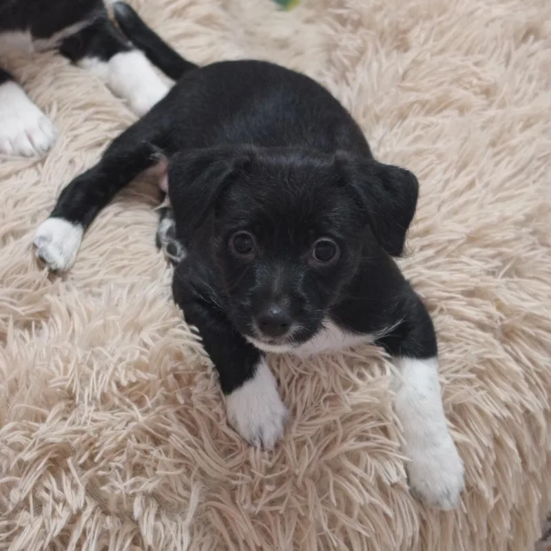 Puppy Pluto thumbnail 2