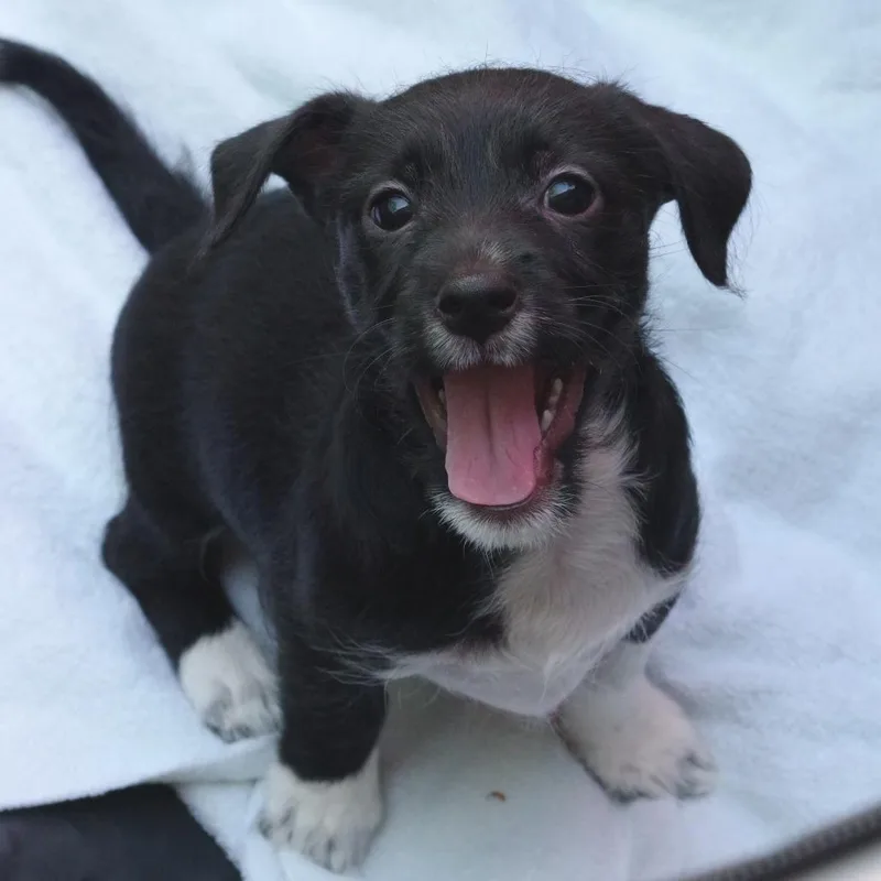 Puppy Pluto thumbnail 3