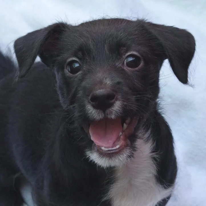Puppy Pluto thumbnail 4