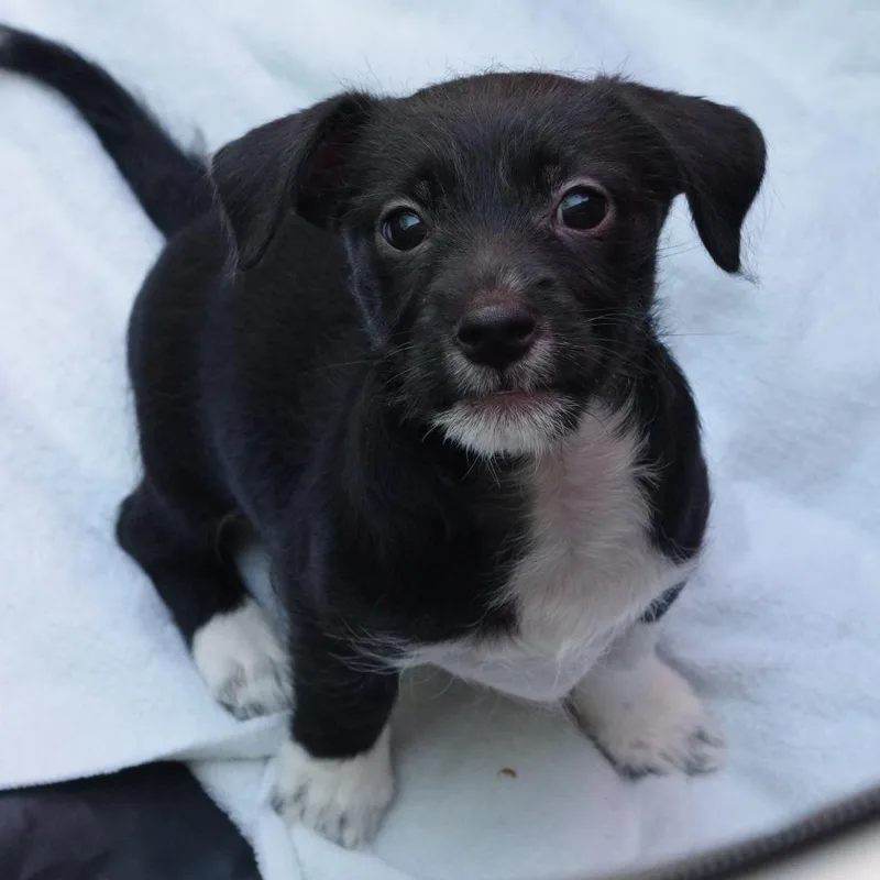 Puppy Pluto thumbnail 5