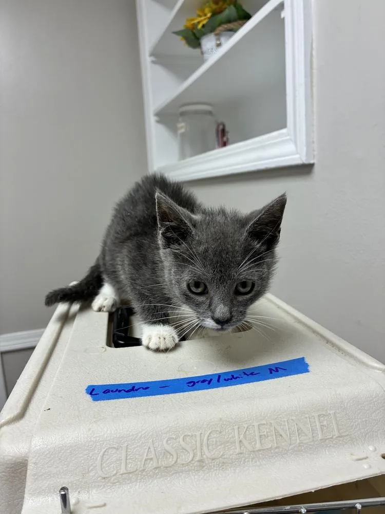 A baby small-sized male Domestic Short Hair cat named Laundro for adoption in Marietta, GA