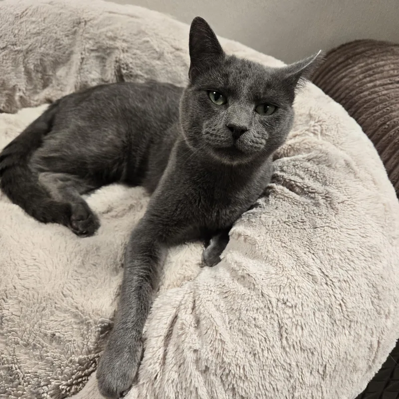 An adult medium-sized male Gray / Blue / Silver Domestic Short Hair cat named Loko for adoption in Graham, TX