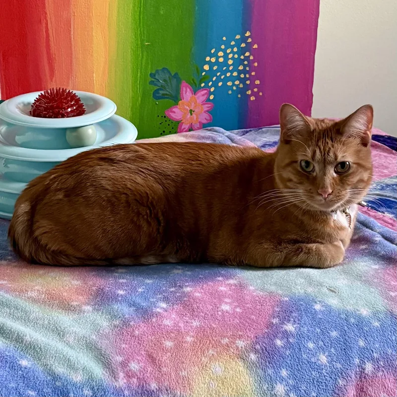 An adult medium-sized male Tabby (Orange / Red) Domestic Short Hair cat named Mongoose for adoption in Libertyville, IL