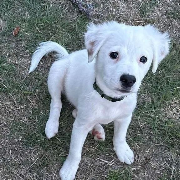 A baby medium-sized male White / Cream Labrador Retriever dog named Dennis for adoption in Seguin, TX