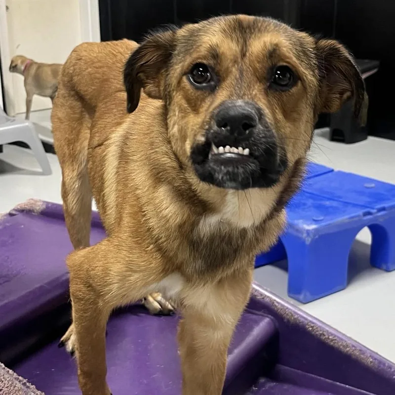 An adult medium-sized female Gray / Blue / Silver Mixed Breed dog named Cranberry for adoption in Portland, OR