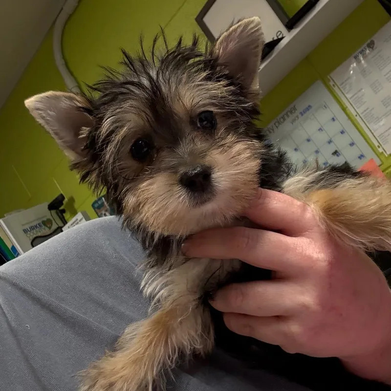 A young small-sized female Black Yorkshire Terrier dog named Reign for adoption in Morganton, NC