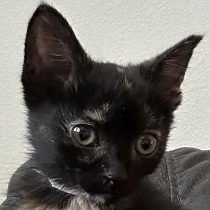 A baby medium-sized female Domestic Short Hair cat named Dr. Sam Fairfax for adoption in Pleasanton, CA