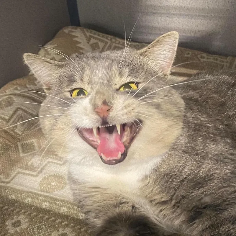 An adult large-sized male Gray / Blue / Silver Domestic Short Hair cat named Yaps for adoption in Sheridan, WY