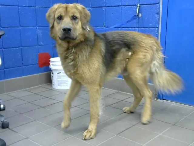 A young medium-sized male German Shepherd Dog dog named Anikin for adoption in Albuquerque, NM
