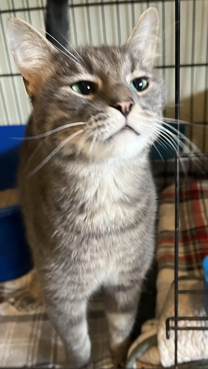 An adult medium-sized male Gray / Blue / Silver Domestic Short Hair cat named Opta for adoption in Moline, IL