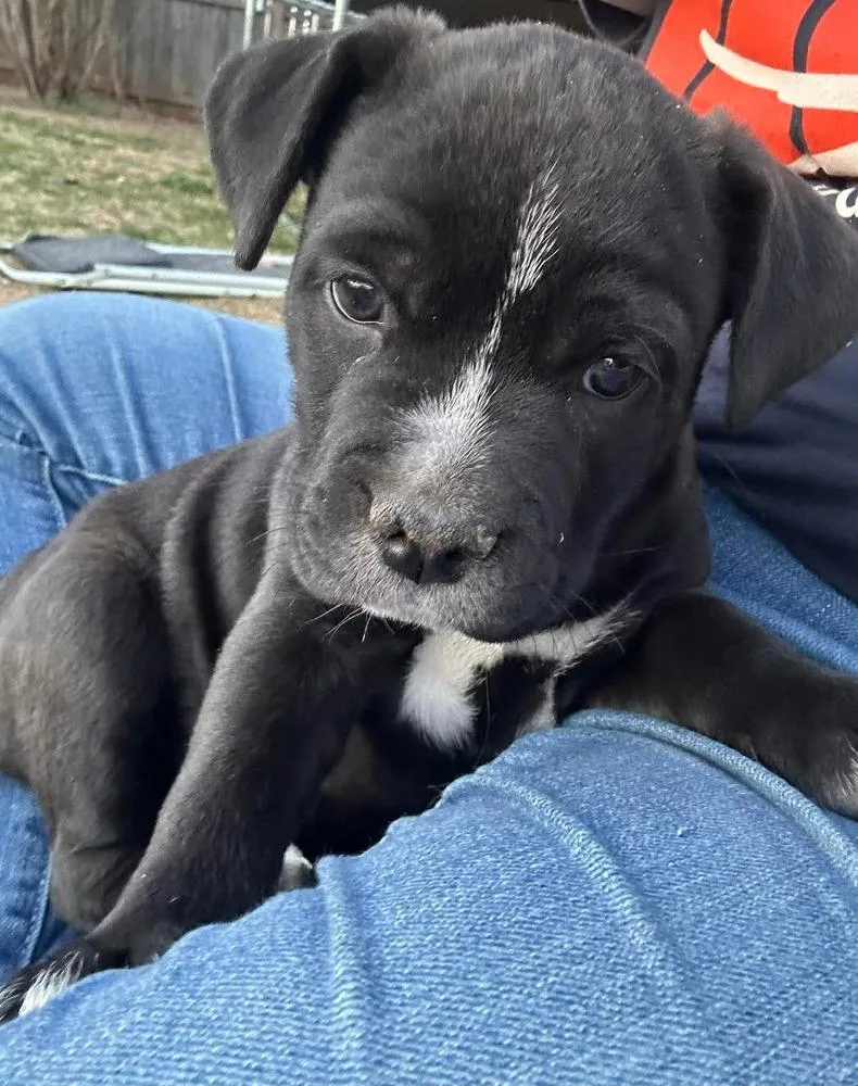 A baby medium-sized female Tricolor (Brown, Black, & White) American Bulldog dog named Emily for adoption in Shawnee, OK