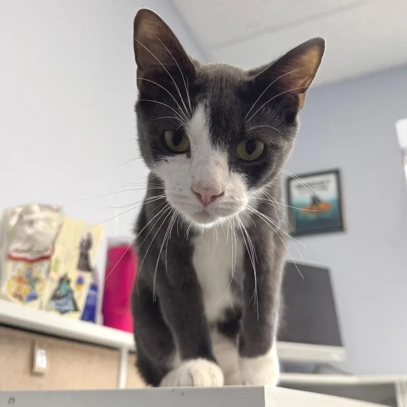 A young medium-sized male Gray / Blue / Silver Domestic Short Hair cat named Koala for adoption in Zimmerman, MN