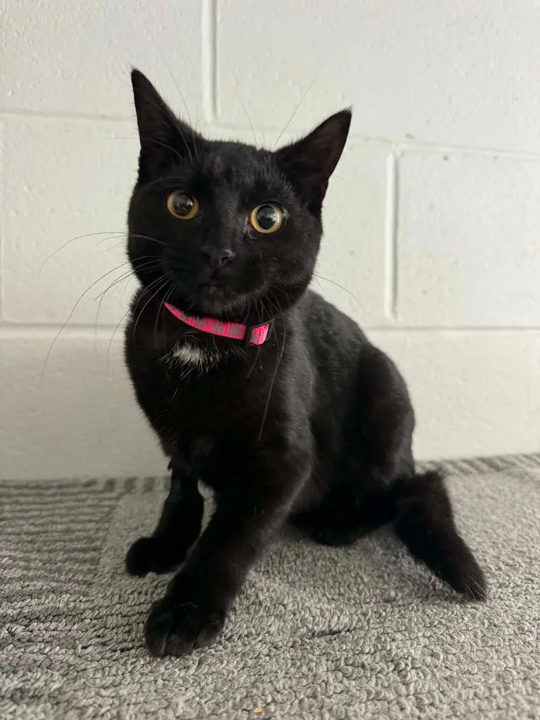A baby medium-sized female Domestic Short Hair cat named Priscilla for adoption in Marion, OH