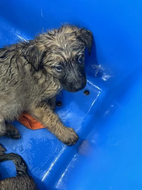 A baby large-sized female Mixed Breed dog named Bubbles for adoption in Dallas, TX