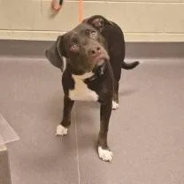 A young medium-sized male Brown / Chocolate Pit Bull Terrier dog named Vick for adoption in Norman, OK