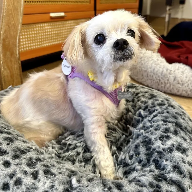 A senior small-sized female Maltese dog named Tempest for adoption in San Francisco, CA