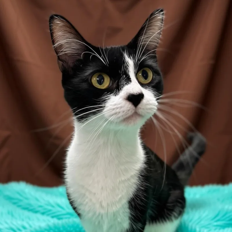 A young medium-sized female Black Domestic Short Hair cat named Seashell for adoption in Enid, OK