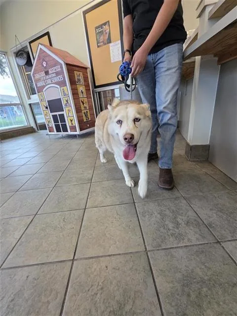 An adult medium-sized female Husky dog named Shelby for adoption in San Antonio, TX