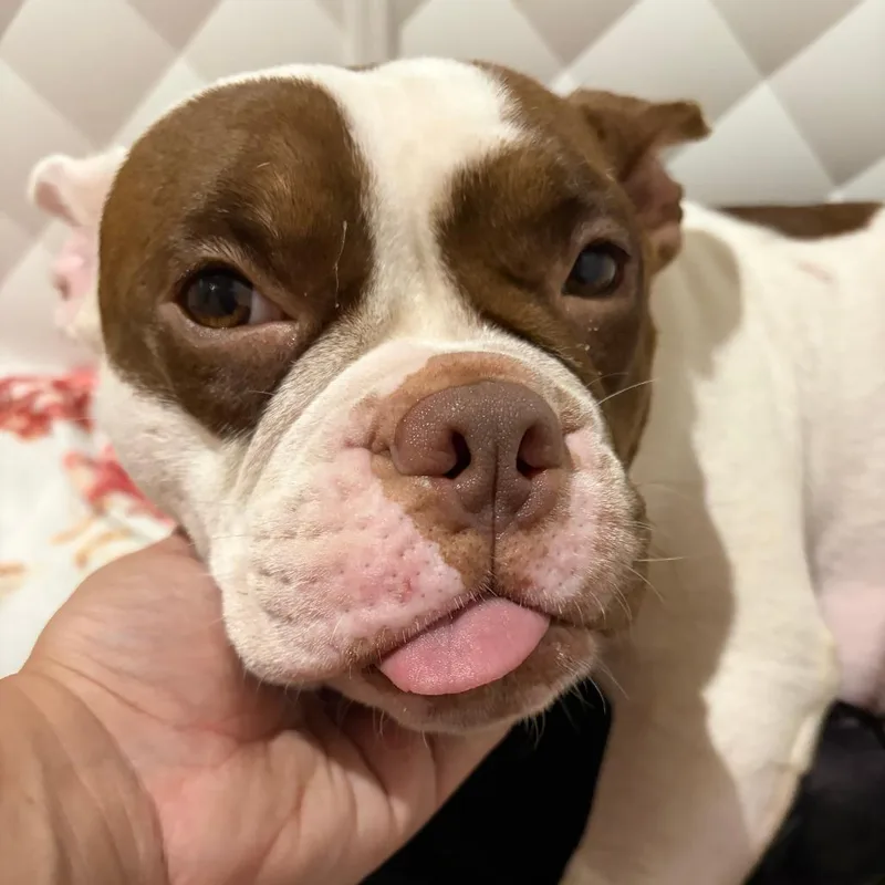 An adult medium-sized female English Bulldog dog named Moo Moo for adoption in Winder, GA