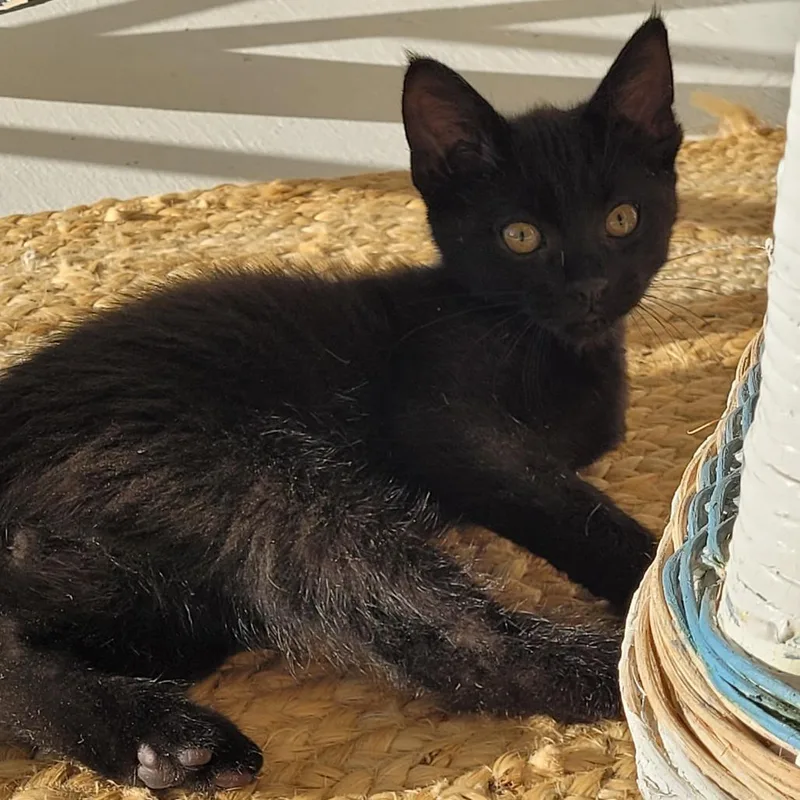 A baby small-sized male Black Domestic Short Hair cat named Sunday for adoption in Traverse City, MI