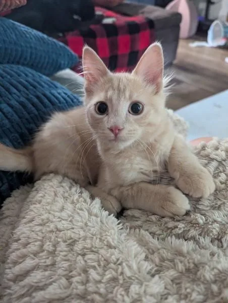 A young medium-sized male Cream / Ivory Domestic Medium Hair cat named Tater Tot for adoption in Kannapolis, NC