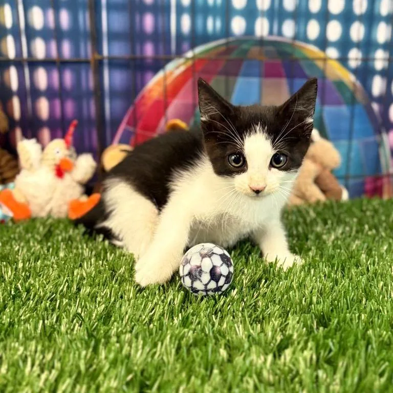 A baby small-sized male Black Domestic Short Hair cat named Jim for adoption in Houston, TX