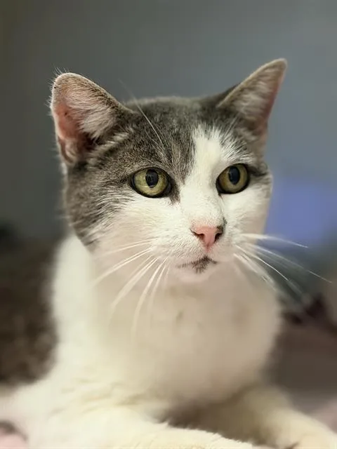 A senior medium-sized female Domestic Short Hair cat named Iris for adoption in Santa Cruz, CA