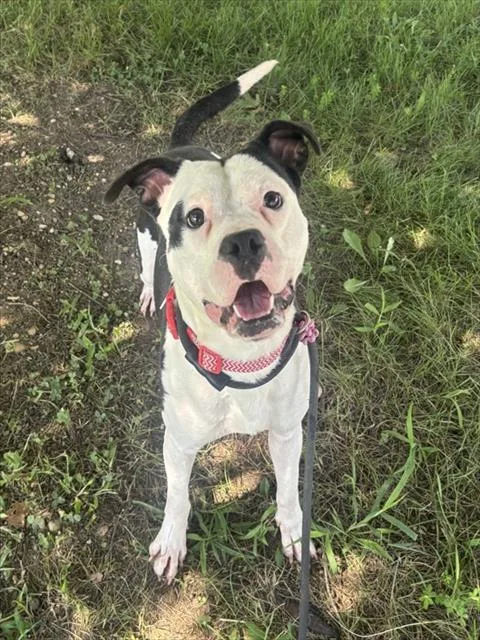 A young medium-sized male Pit Bull Terrier dog named Thanos for adoption in Upper Marlboro, MD