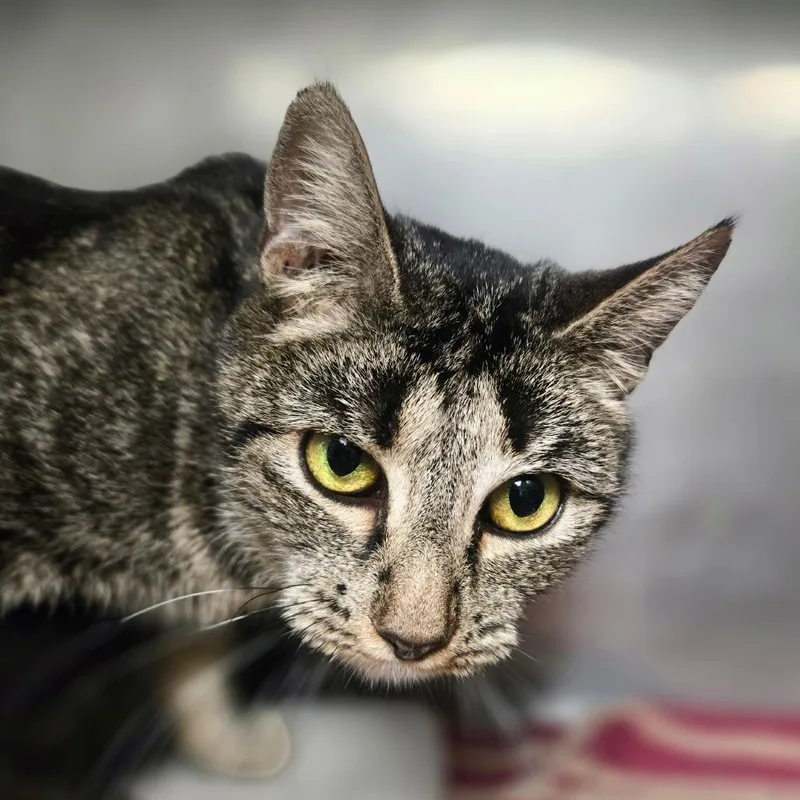 An adult medium-sized female Brown / Chocolate Domestic Short Hair cat named Rosey for adoption in San Jacinto, CA