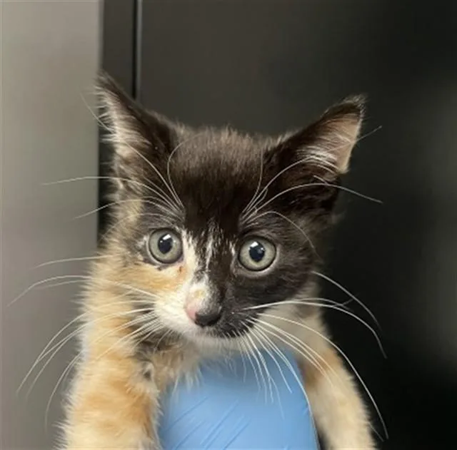 A baby small-sized female Domestic Short Hair cat named Yinyang for adoption in San Bernardino, CA