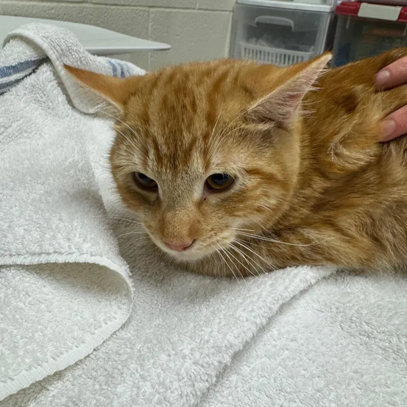 A young medium-sized male Domestic Short Hair cat named Garfield for adoption in Murray, UT