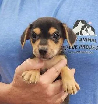 A baby small-sized male Brown / Chocolate Terrier dog named Bernie for adoption in Troy, AL