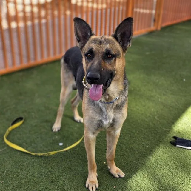 An adult large-sized male German Shepherd Dog dog named Captain Smek for adoption in Las Vegas, NV