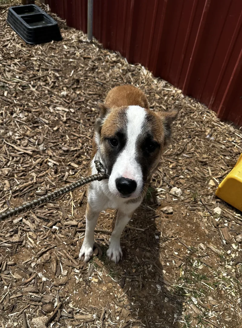 A young medium-sized female Australian Shepherd dog named Daisy for adoption in Seguin, TX