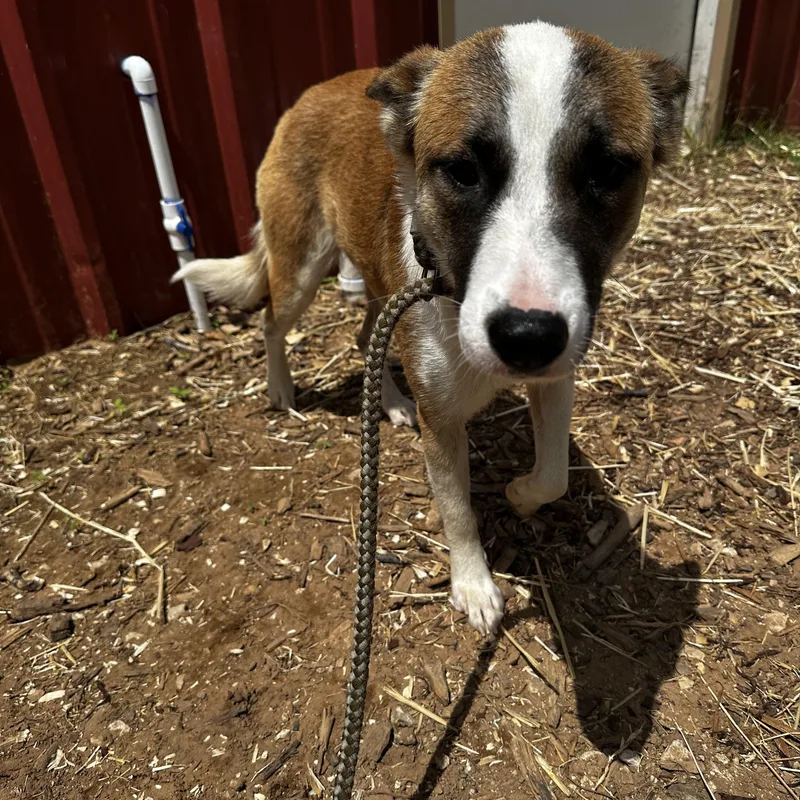 Daisy thumbnail 2