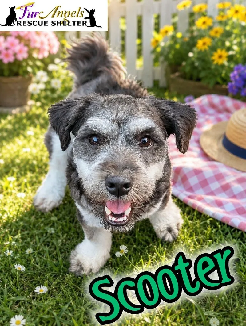 A baby small-sized male Gray / Blue / Silver Schnauzer dog named Scooter for adoption in Toledo, OH