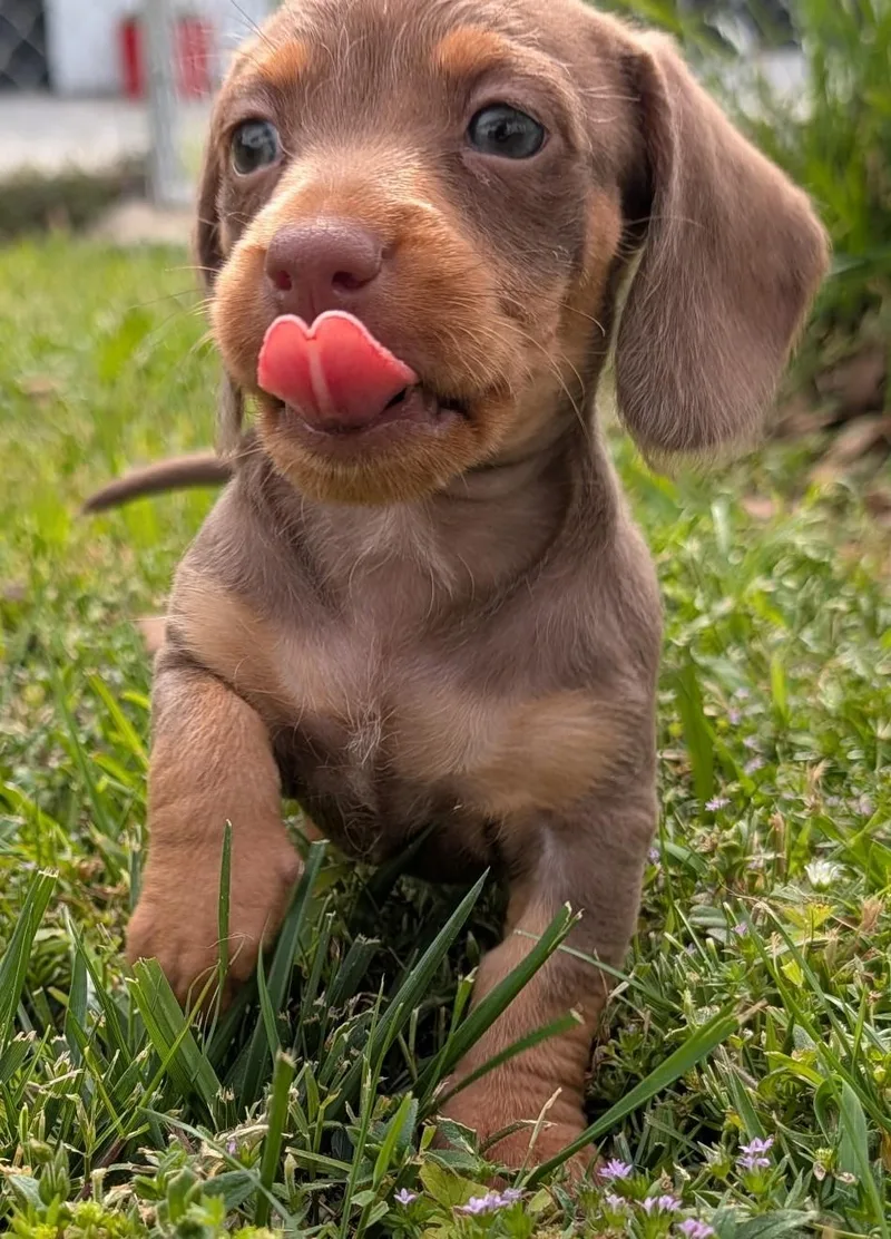 Mocha In Tn