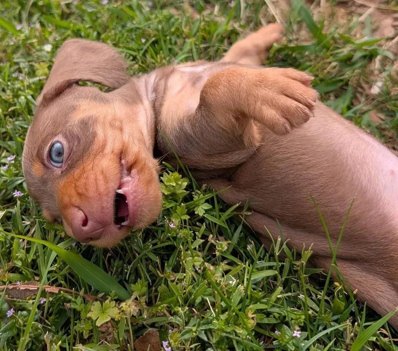 Mocha In Tn thumbnail 2