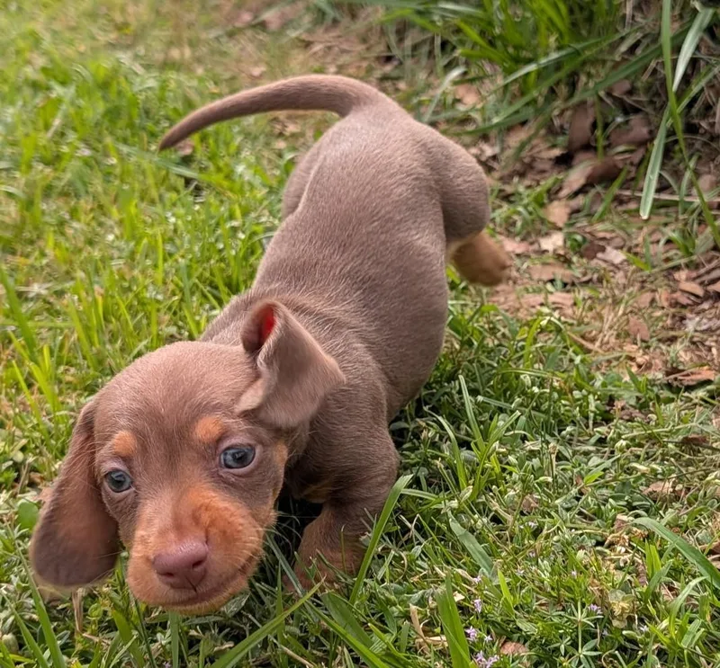 Mocha In Tn thumbnail 3
