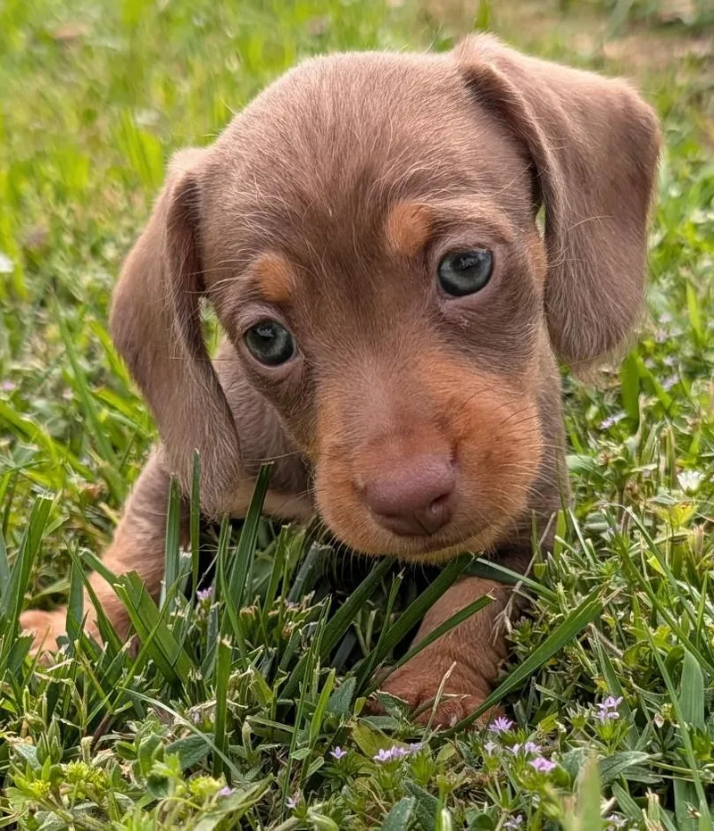 Mocha In Tn thumbnail 4