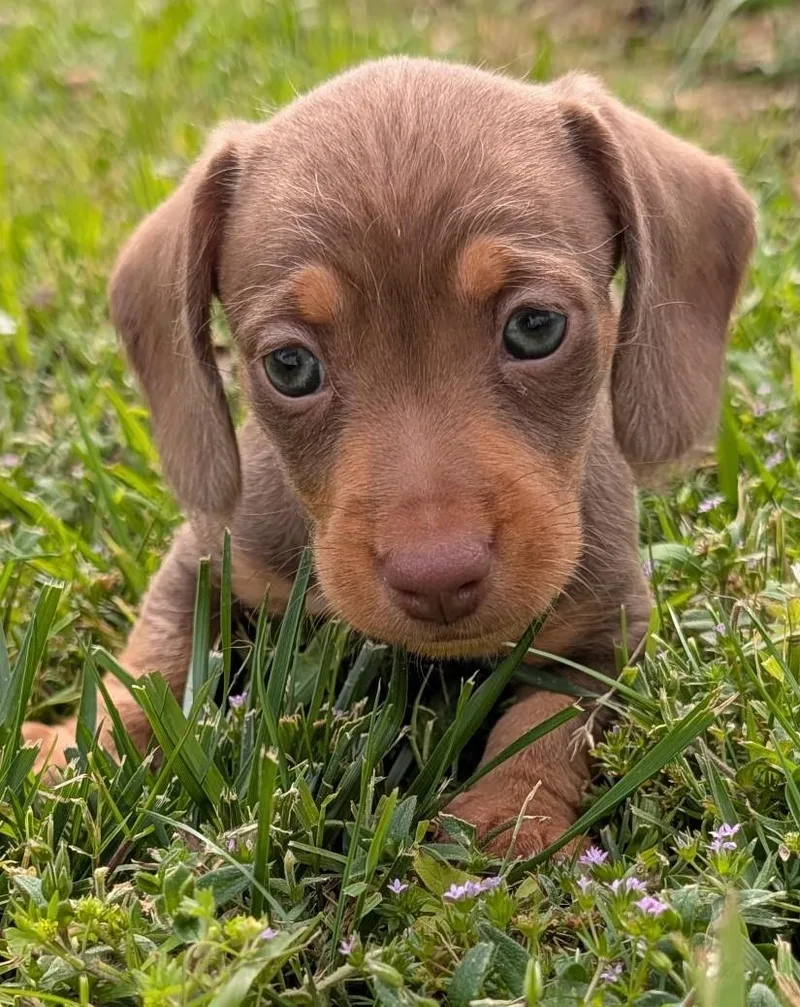 Mocha In Tn thumbnail 5
