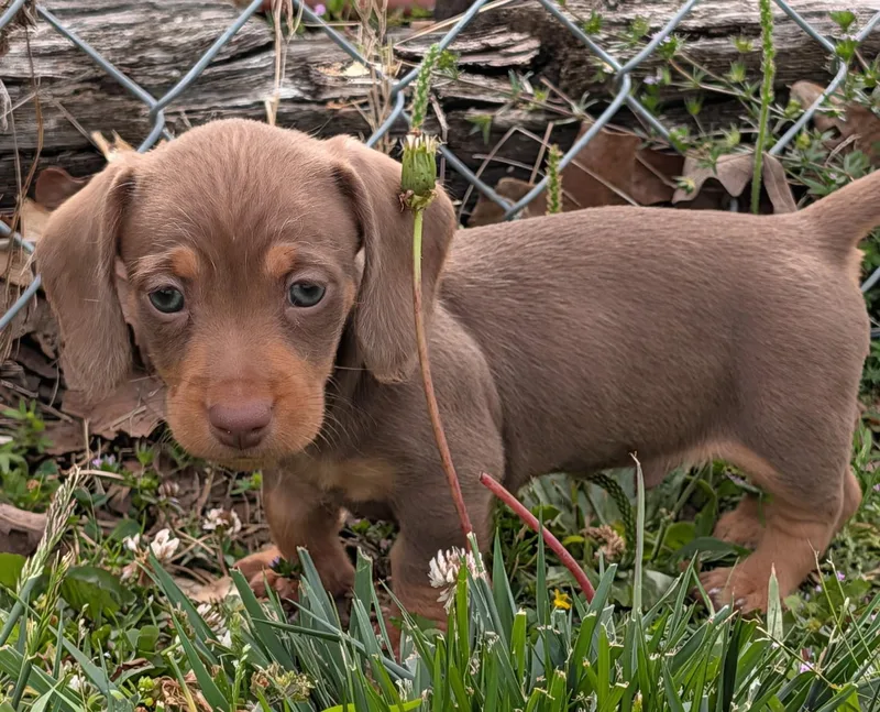 Mocha In Tn thumbnail 6