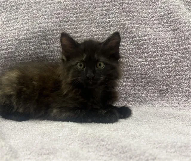 A baby small-sized female Domestic Medium Hair cat named Butterfly for adoption in Ontario, CA