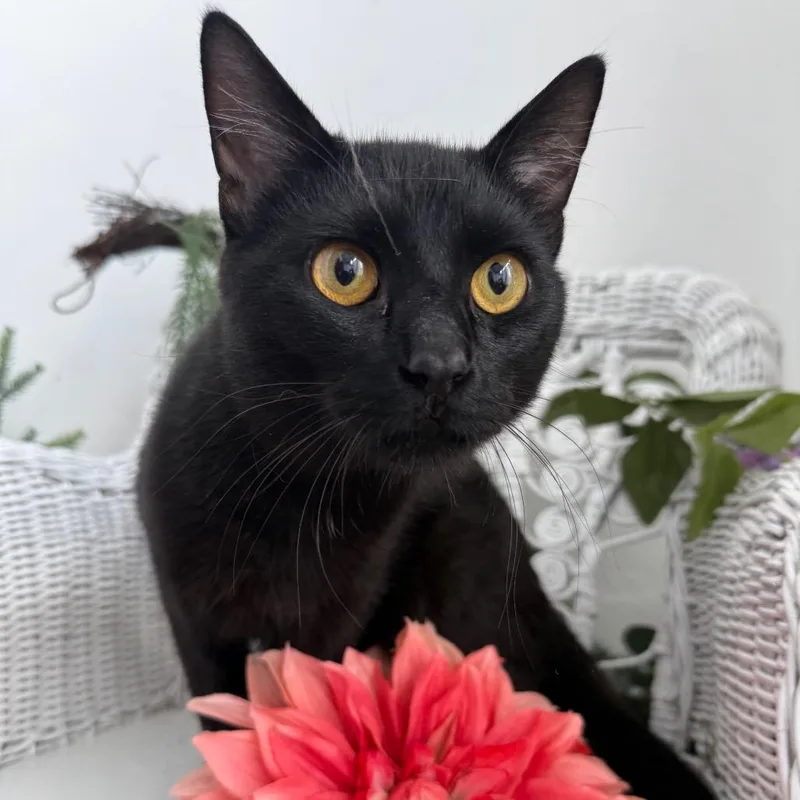 An adult medium-sized male Black Domestic Short Hair cat named Chimenee Schmickets for adoption in Eaton Rapids, MI