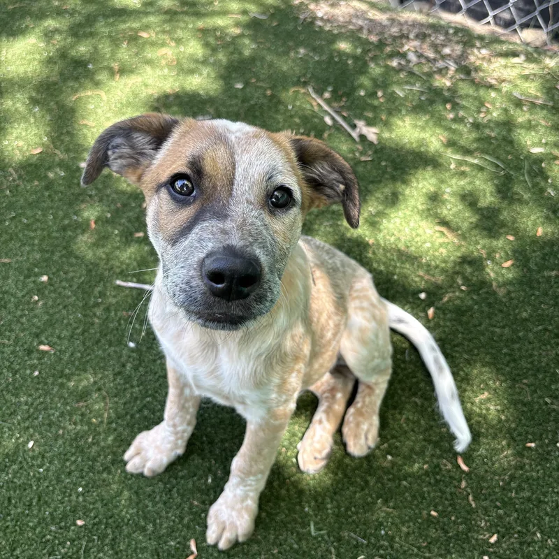 A young medium-sized male Red / Chestnut / Orange Australian Cattle Dog / Blue Heeler dog named Dave for adoption in Gallatin, TN