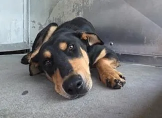 An adult large-sized male Shepherd dog named Rufus for adoption in Frazier Park, CA