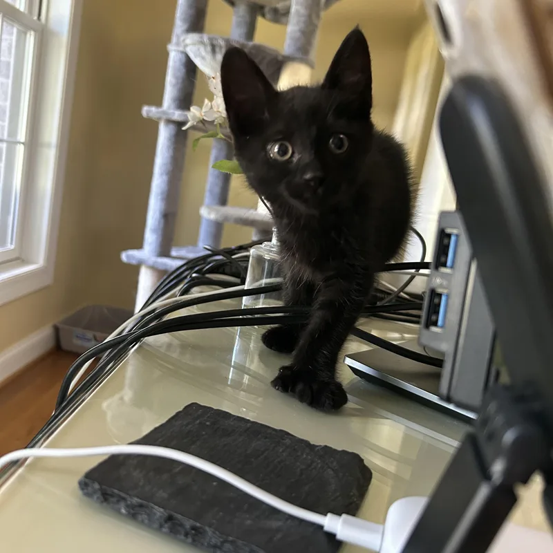 A baby medium-sized male Black Domestic Medium Hair cat named Lucky for adoption in Victor, NY