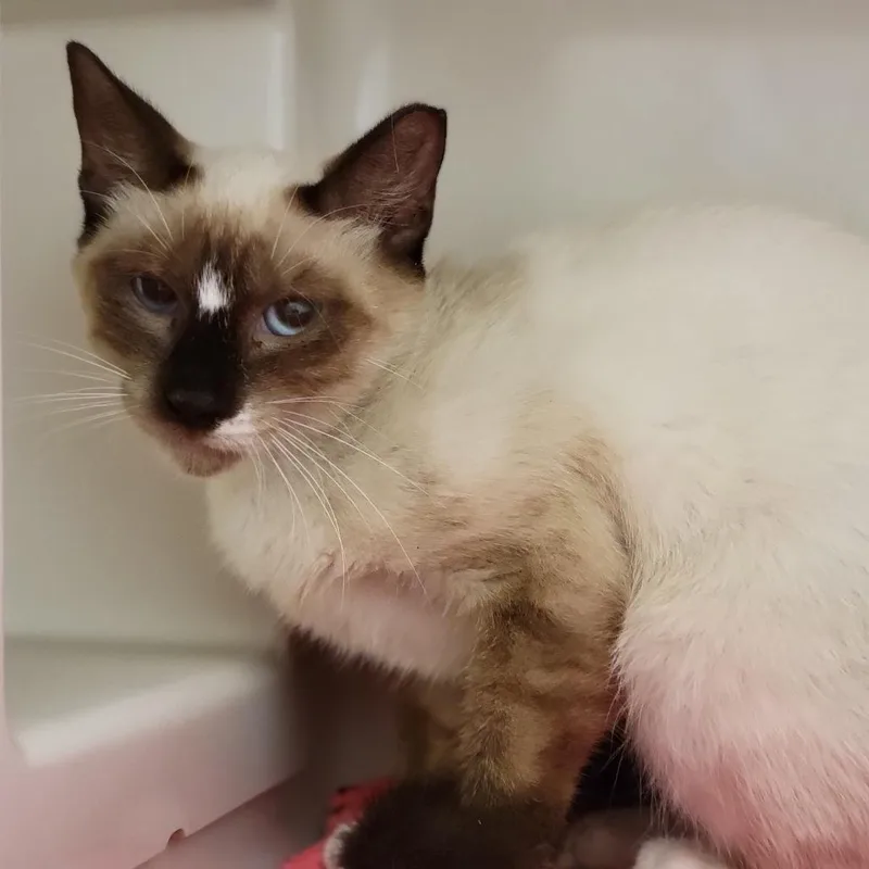 A young large-sized female Brown / Chocolate Domestic Short Hair cat named Logan for adoption in Sarasota, FL