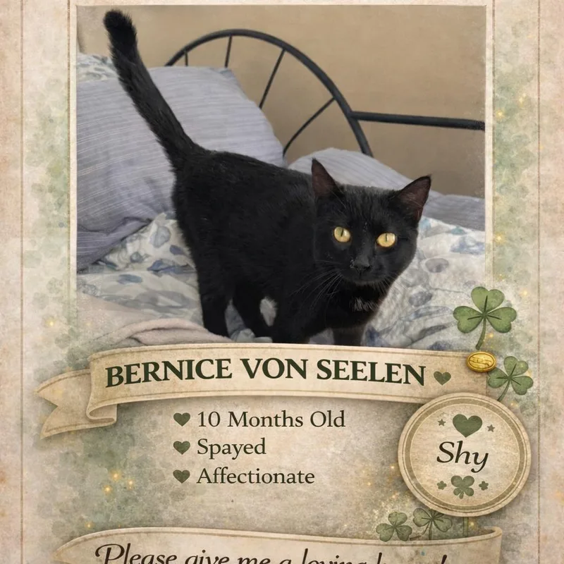 A young medium-sized female Black Domestic Short Hair cat named Bernice Von Seelan for adoption in Abbeville, SC