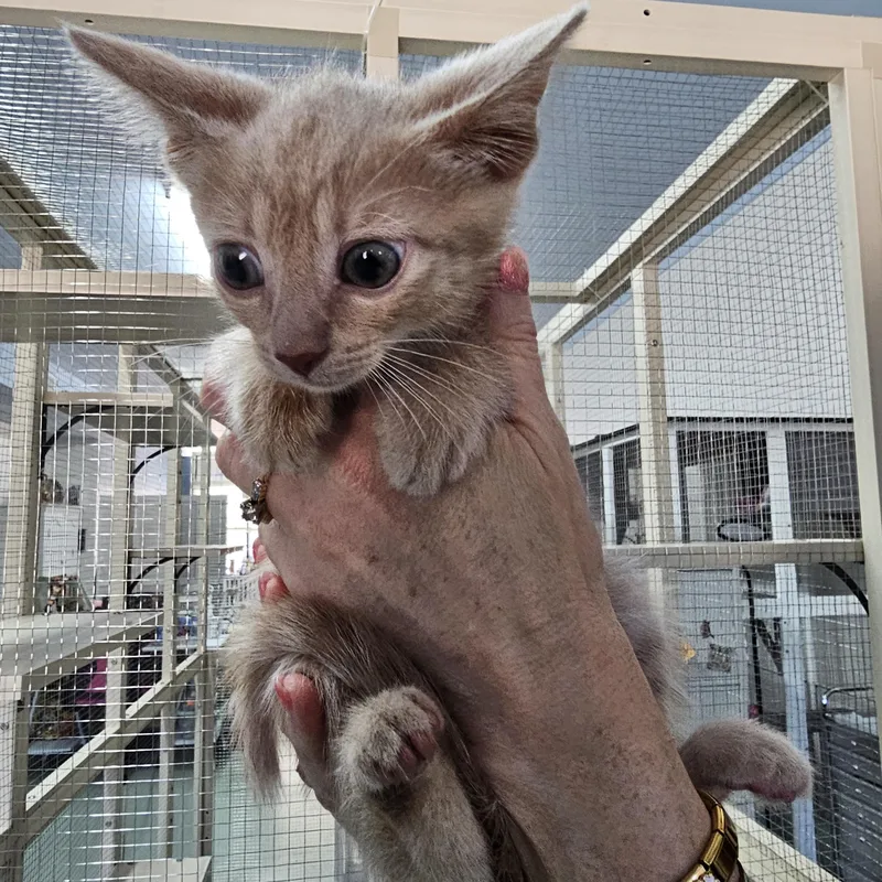 A baby medium-sized male Tabby (Buff / Tan / Fawn) Domestic Short Hair cat named Colt for adoption in Toledo, OH